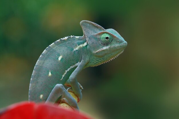 Chameleon veiled ready catching insect animal closeup chameleon veiled on red flower