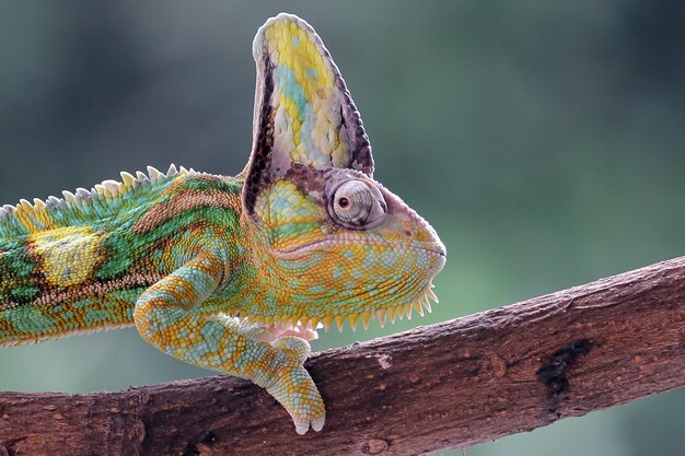 Chameleon veiled walking on branch