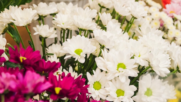 Chamomile white and pink flower backgrounds