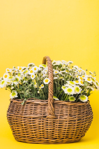 Free Photo chamomiles flowers in the basket on yellow background