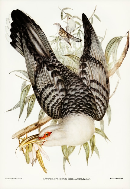 Free Photo channel bill cuckoo (scythrops novae-hollandiae) illustrated by elizabeth gould 