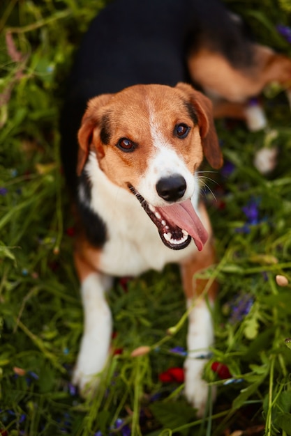 Free photo charming little beagle puppy lies on the green grass