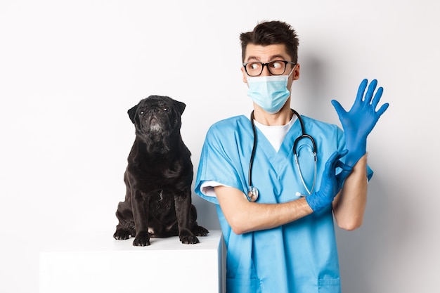 Free Photo cheerful doctor veterinarian wearing rubber gloves and medical mask, examining cute black pug dog, standing over white background.