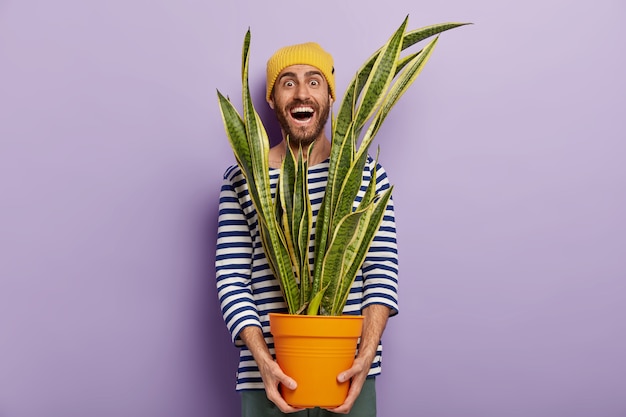 Free photo cheerful male plant lover cares about decorative domestic flower, holds pot of sansevieria