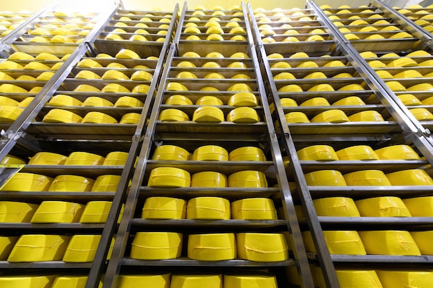 Cheesemaking background with big heads of fresh yellow cheese