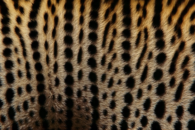 Cheetah pattern  fur texture