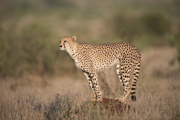 Free Photo cheetah standing on the rock looking for a prey