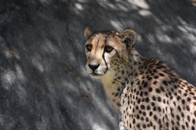 Cheetah with brown eyes looking off into the distance.