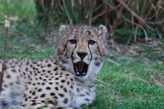 Free Photo cheetah with his mouth slightly open so that you can see his teeth.