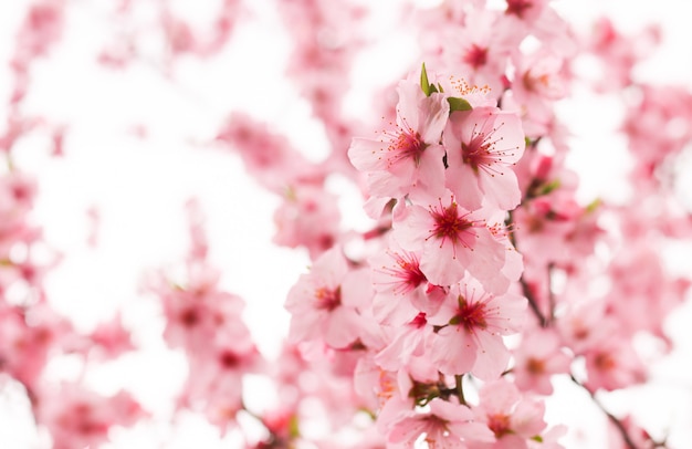 Cherry blossom flower