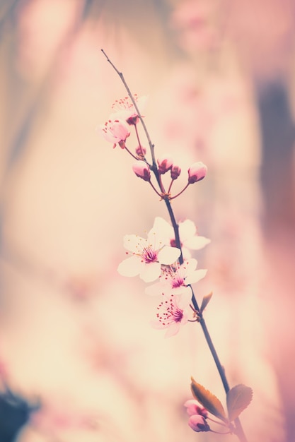 Cherry blossom flowers