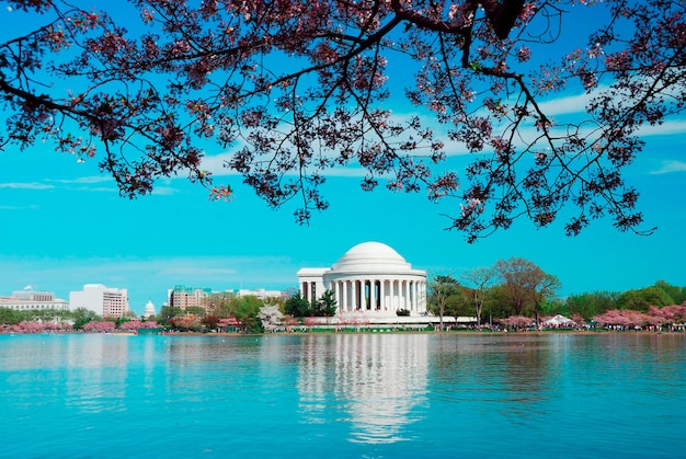 Cherry Blossom season Washington DC