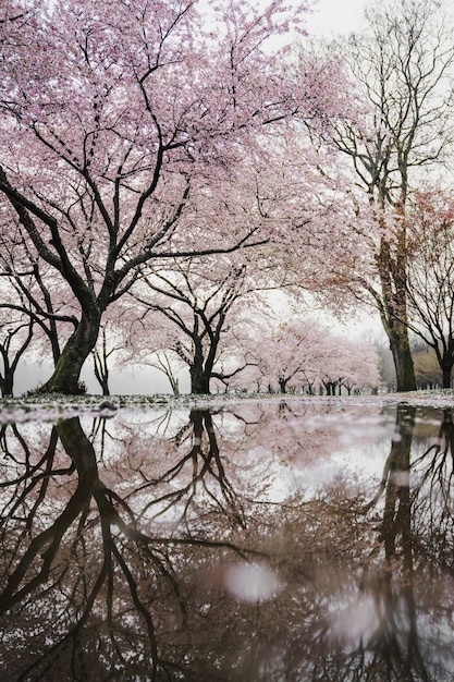 Free photo cherry blossom trees near river