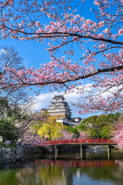 Cherry blossoms and castle in Himeji, Japan