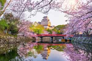 Free photo cherry blossoms and castle in himeji, japan.