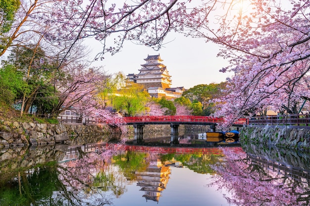 Cherry blossoms and castle in Himeji, Japan.