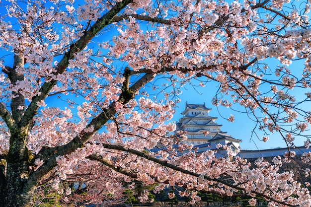 Free Photo cherry blossoms and castle in himeji, japan.