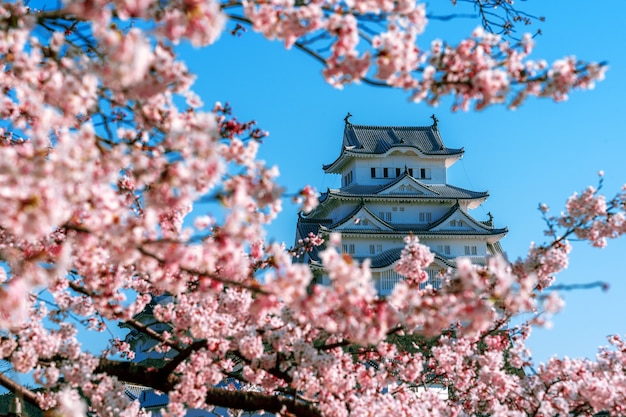 Free photo cherry blossoms and castle in himeji, japan.