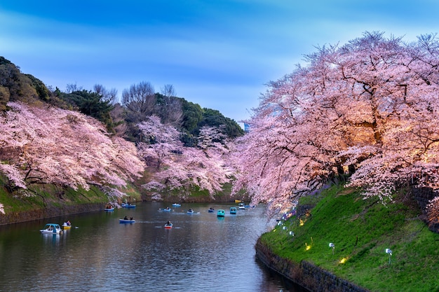 Cherry blossoms at Chidorigafuchi park in Tokyo, Japan.