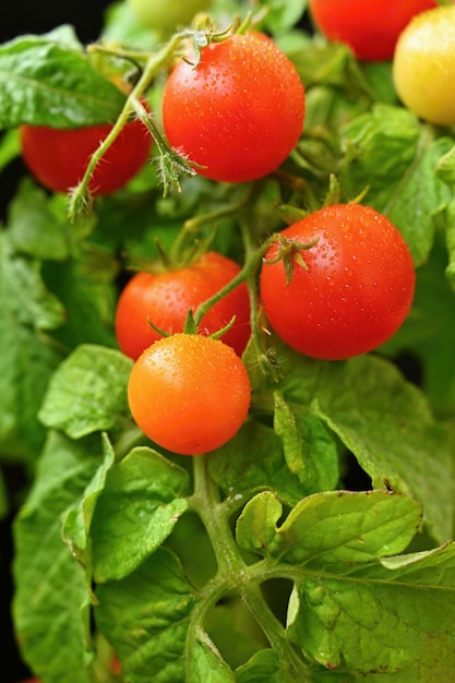 Free photo cherry bush tomatoes  healthy vegetables  healthy food beautiful fresh red tomatoes on a twig