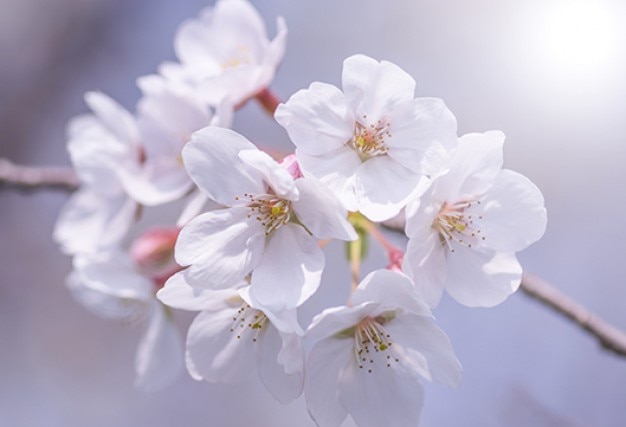 Cherry flowers branch closeup