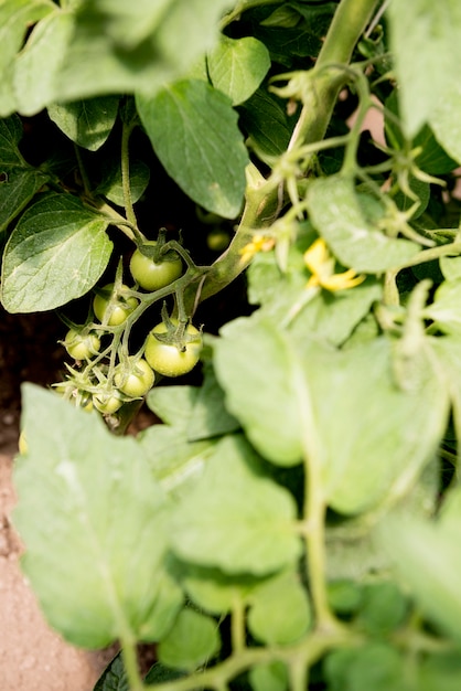 Free photo cherry tomatoes in greenhouse high view