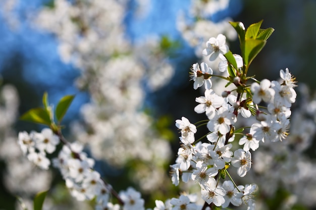 Free Photo cherry tree branch in  blooms garden