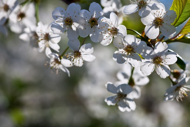 cherry tree branch in spring