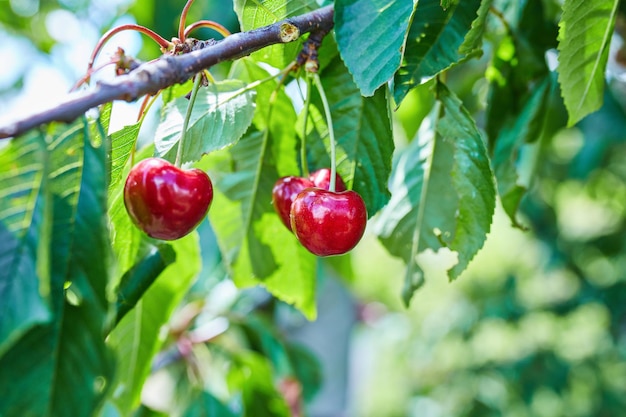 Free photo cherry tree with ripe cherries