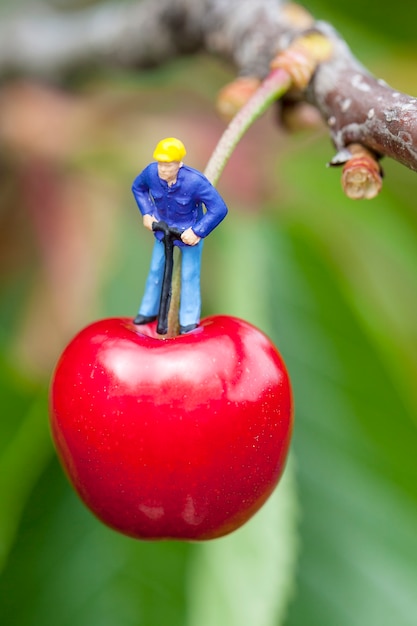 Free photo cherry and workers on a cherry tree