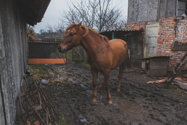 Free photo chestnut horse in yard