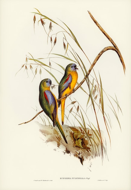 Free Photo chestnut-shouldered grass-parakeet (euphema pulchella) illustrated by elizabeth gould 