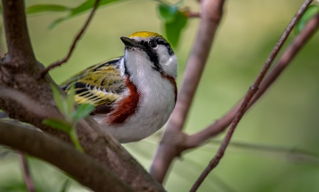 Free photo chestnut-sided warbler (setophaga pensylvanica)