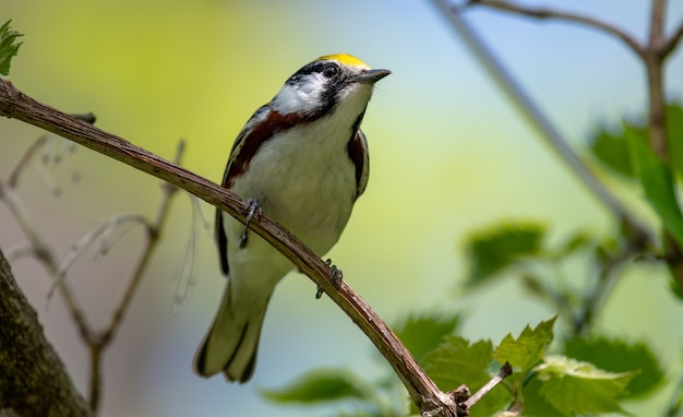 Chestnut-sided Warbler (Setophaga pensylvanica)