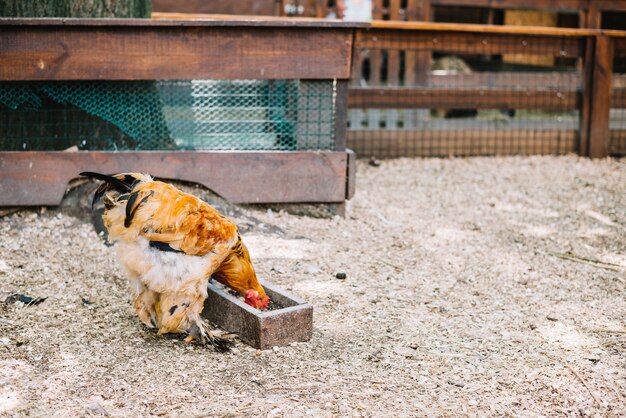 Chicken eating grains in the farm