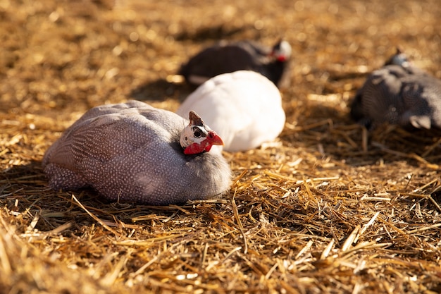 Free photo chickens sitting on hay at the farm on a sunny day