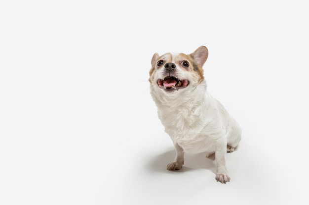 Free photo chihuahua companion dog is posing. cute playful creme brown doggy or pet playing isolated on white studio background. concept of motion, action, movement, pets love. looks happy, delighted, funny.