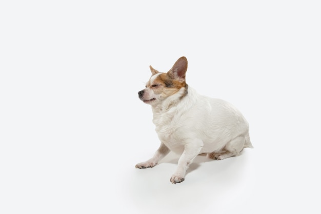 Free Photo chihuahua companion dog is posing. cute playful creme brown doggy or pet playing isolated on white studio background. concept of motion, action, movement, pets love. looks happy, delighted, funny.