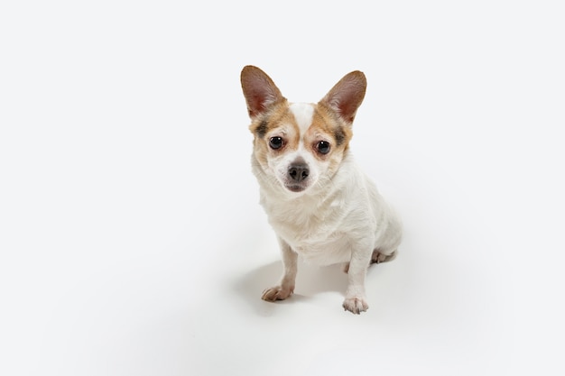 Free photo chihuahua companion dog is posing. cute playful creme brown doggy or pet playing isolated on white  wall. concept of motion, action, movement, pets love. looks happy, delighted, funny.