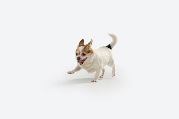 Free Photo chihuahua companion dog on the run. cute playful creme brown doggy or pet playing isolated on white  wall. concept of motion, action, movement, pets love. looks happy, delighted, funny.