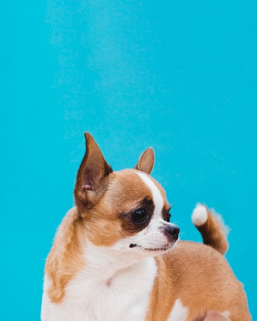 Chihuahua dog with ears up and forward