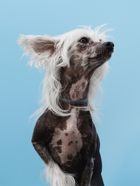 Chinese crested breed looking away and blue background