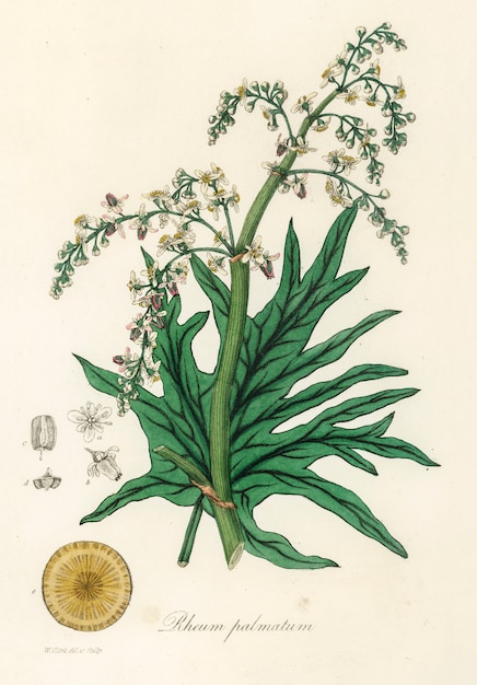 Free photo chinese rhubarb (rheum palmatum) illustration from medical botany (1836)