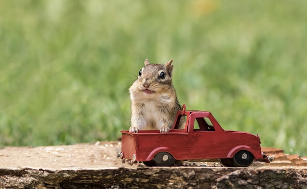 Free Photo chipmunk stuffs checks with peanuts out of red truck for fall season