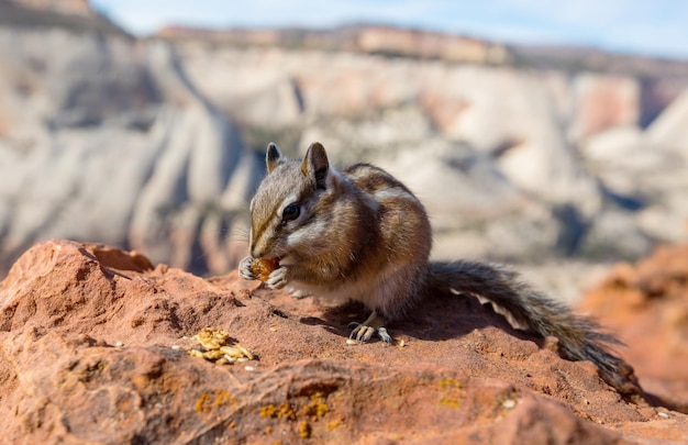 Free photo chipmunk