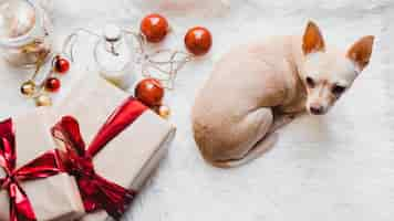 Free photo christmas background with dog next to presents