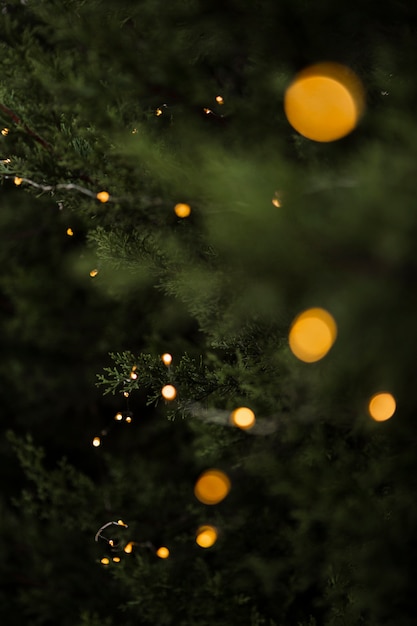 Christmas concept with beautiful tree and lights