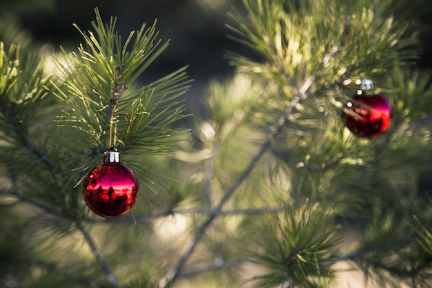 Christmas tree in nature with red balls