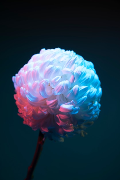 Free Photo chrysanthemum flower against black background