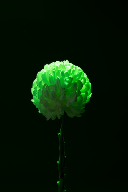 Free photo chrysanthemum flower against black background